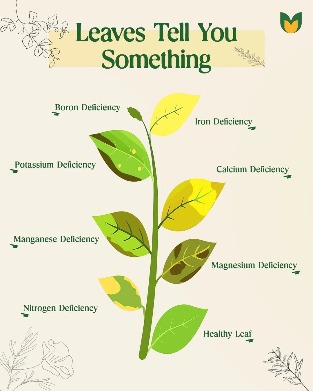 Plant Nutrient & Deficiency — Leaves Tell You Something