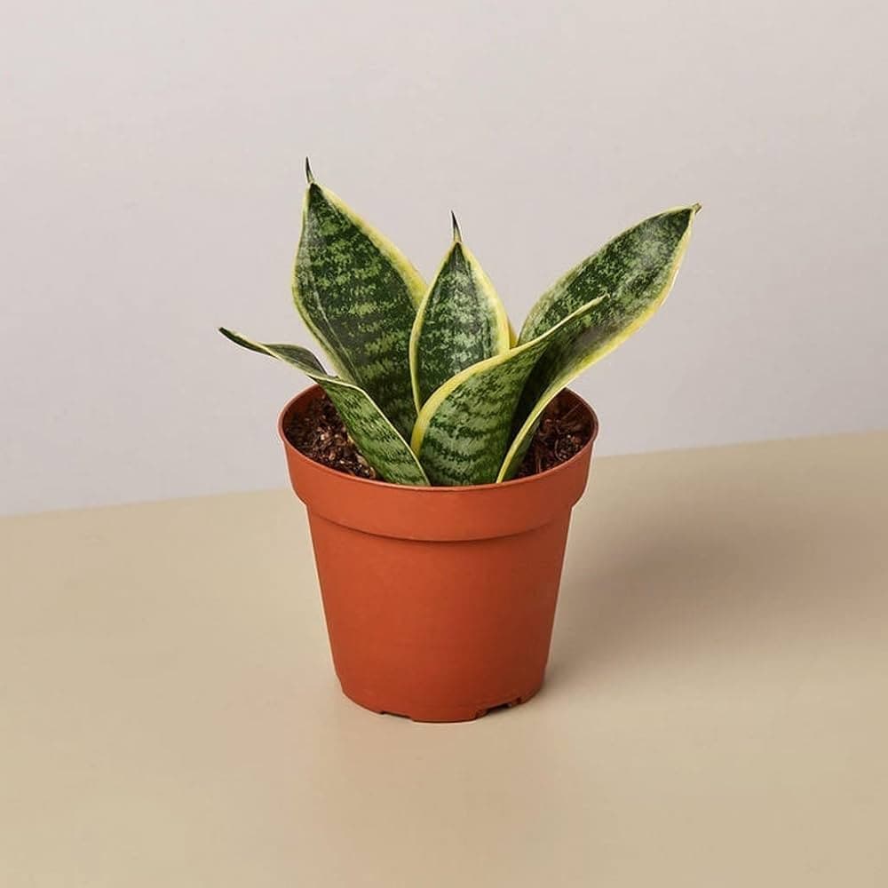 LOW MAINTENANCE PLANTS