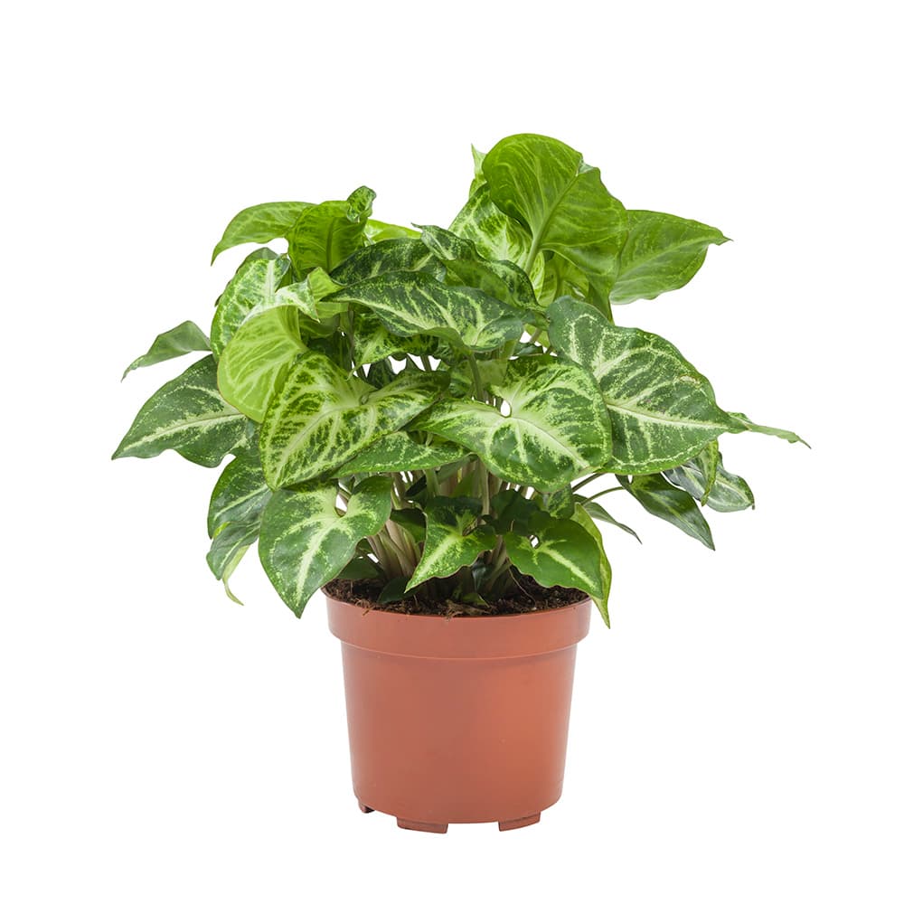 INDOOR PLANTS
