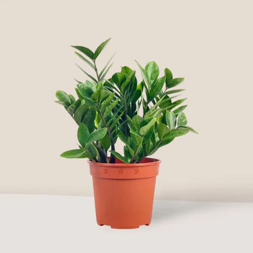 OUTDOOR PLANTS