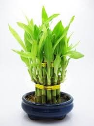 LUCKY BAMBOO