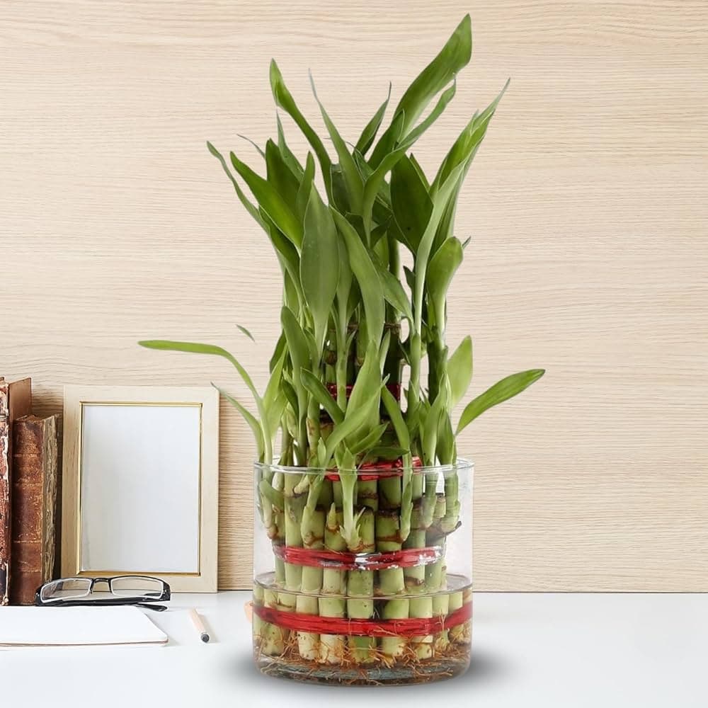 OFFICE PLANTS