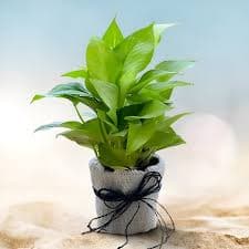 OUTDOOR PLANTS